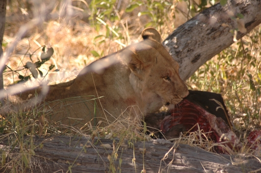 Lions with buffalo kill 